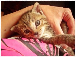 10405261_10203171248180095_5467168241219138577_n